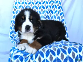Bernese Mountain Dog dogs for sale: Jasper - Ad 1
