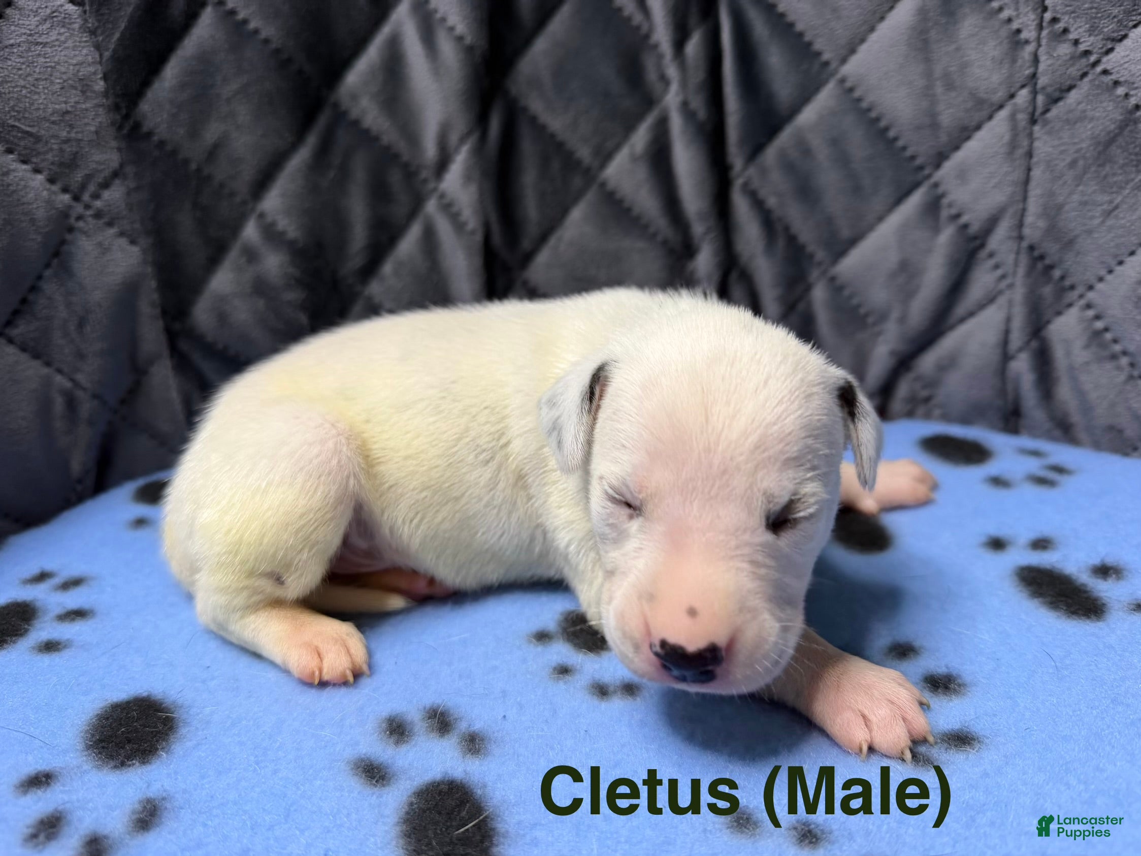 Dalmatian dogs for sale: Hazard - Ad 3