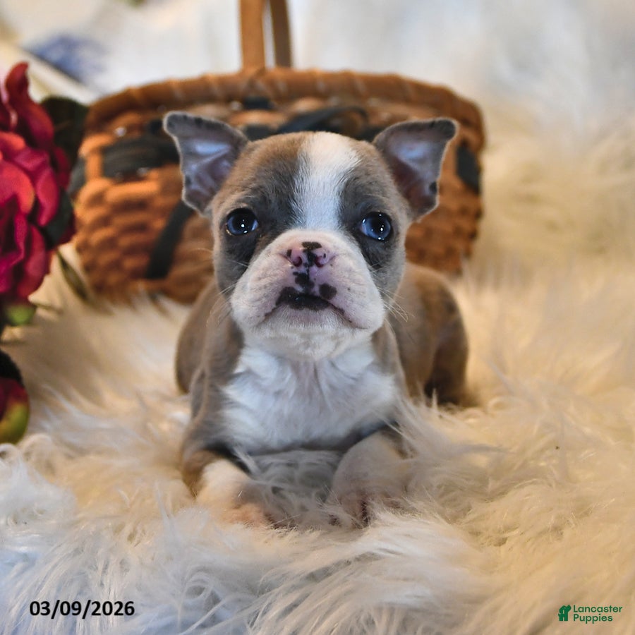 Boston Terrier dogs Cheyenne - Ad 1