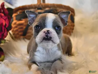 Boston Terrier dogs for sale: Cheyenne - Ad 3