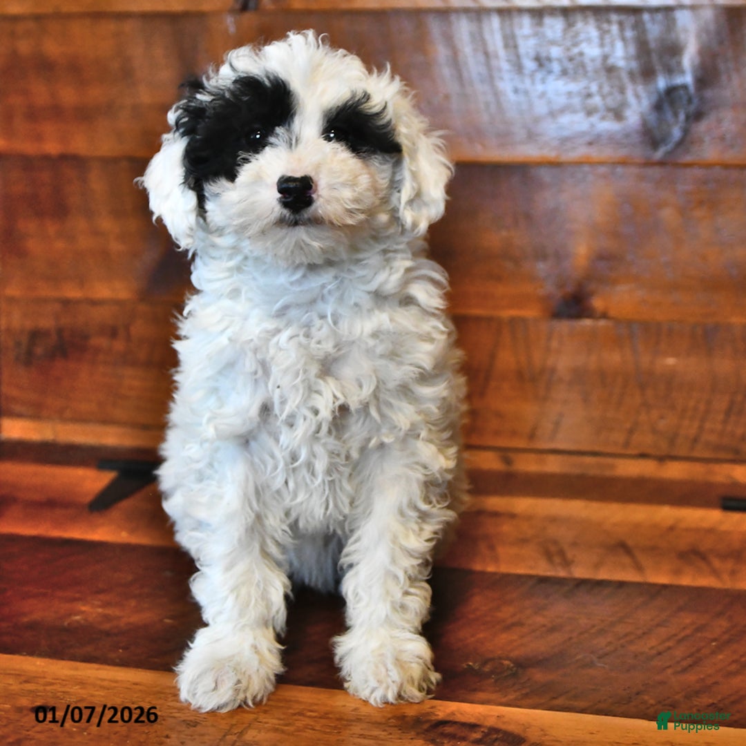 Miniature Poodle dogs for sale: Daisy - Ad 1