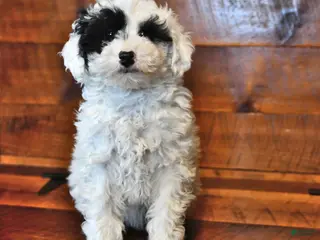Miniature Poodle dogs Daisy - Ad 17