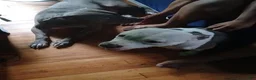 American Pit Bull Terrier dogs for sale: American Pit Bull Terrier 1 - Ad 6