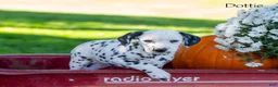 Dalmatian dogs for sale: Dotty - Ad 3