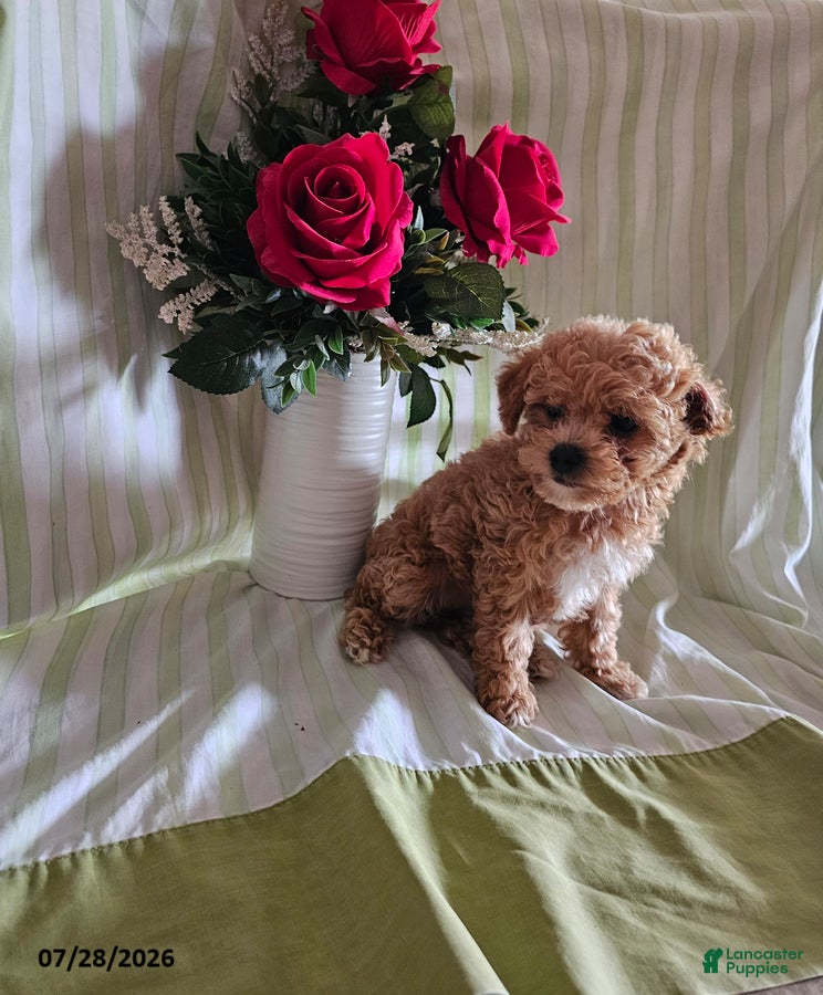 Toy Poodle dogs Sunny - Ad 2