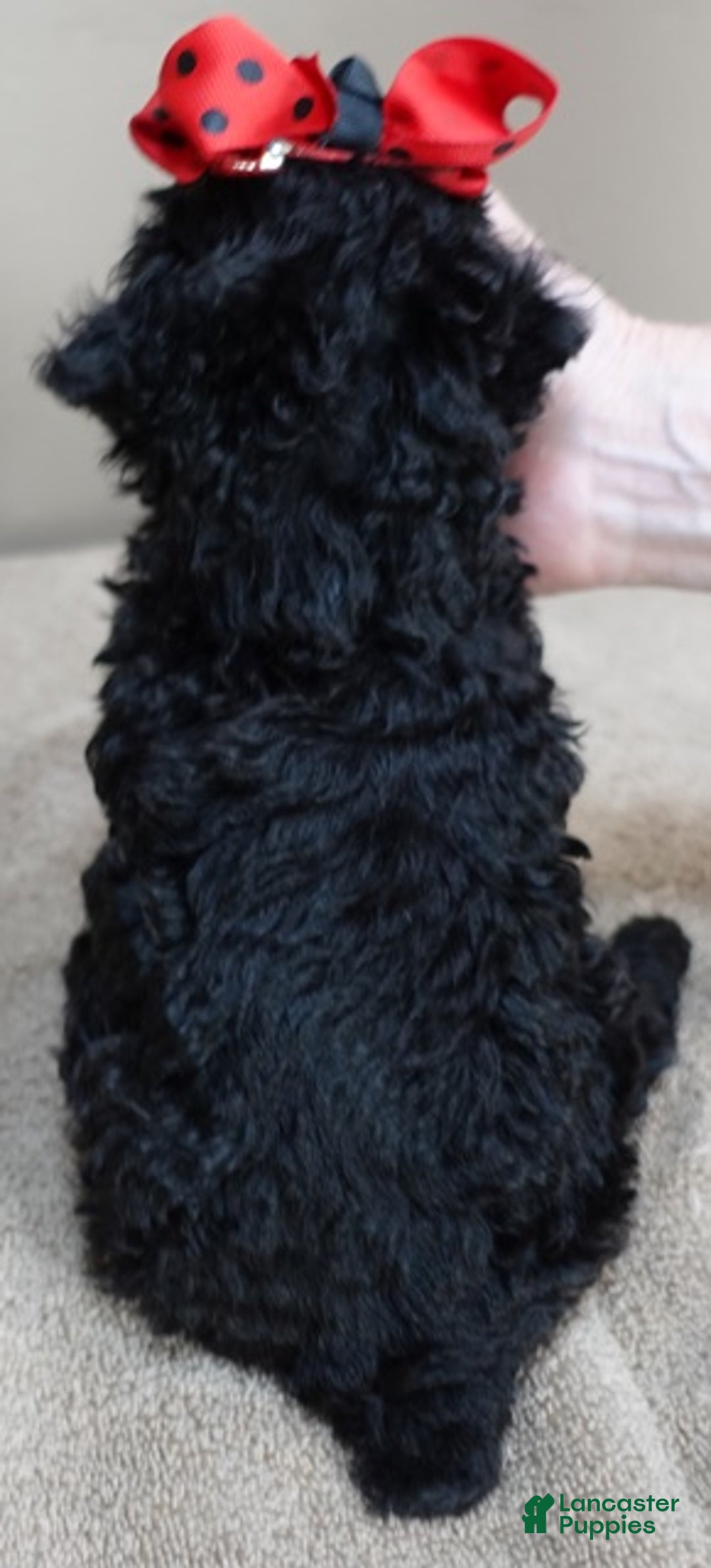 Toy Poodle dogs for sale: Kaida solid black - Ad 14