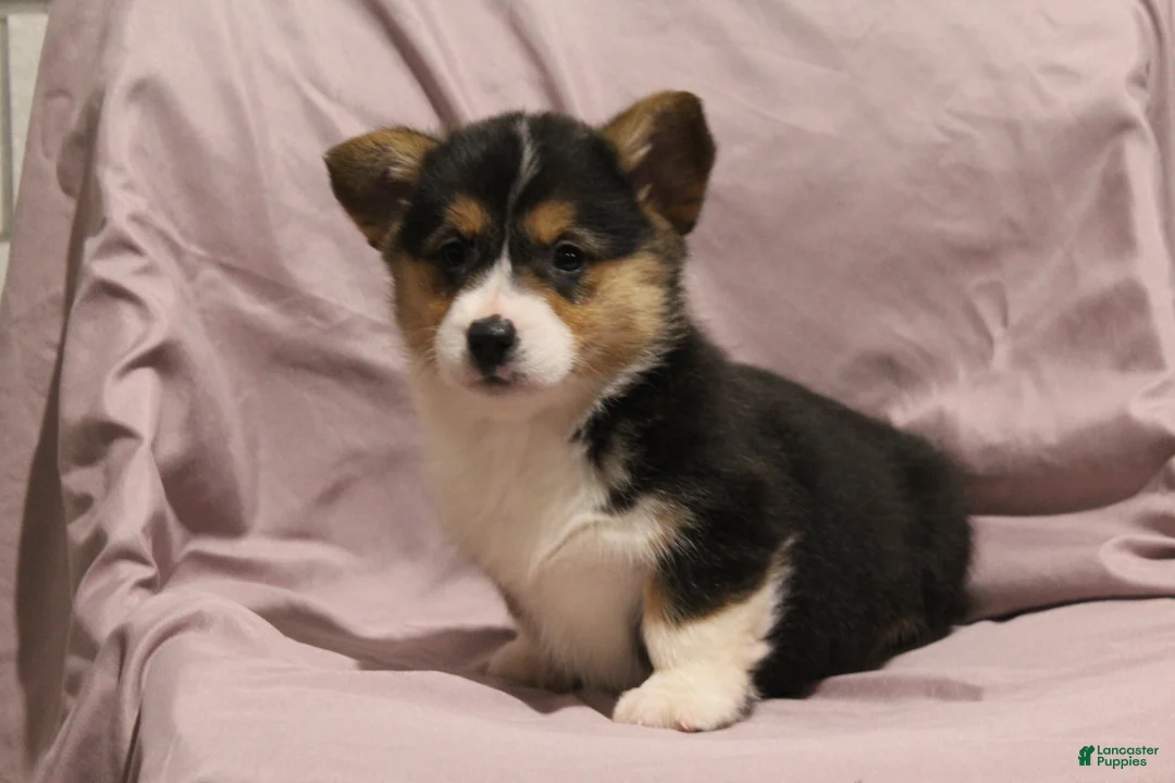 Welsh Corgi Pembroke dogs for sale: Maggie - Ad 4