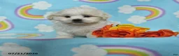 Teddy Bear dogs for sale: Alex - Ad 1