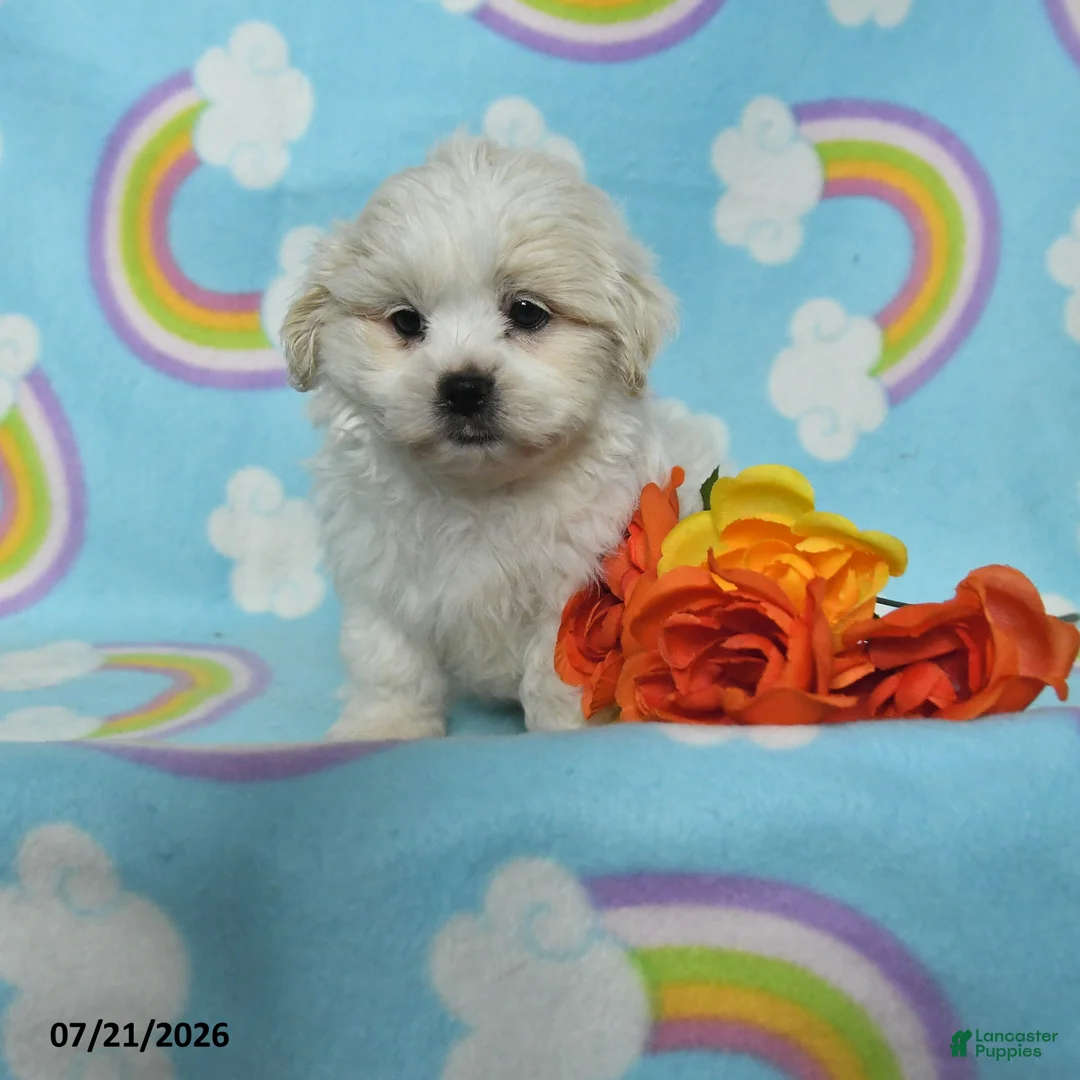 Teddy Bear dogs for sale: Alex - Ad 1