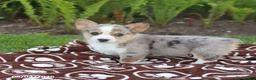 Mixed Breed dogs for sale: Sawyer - Ad 5