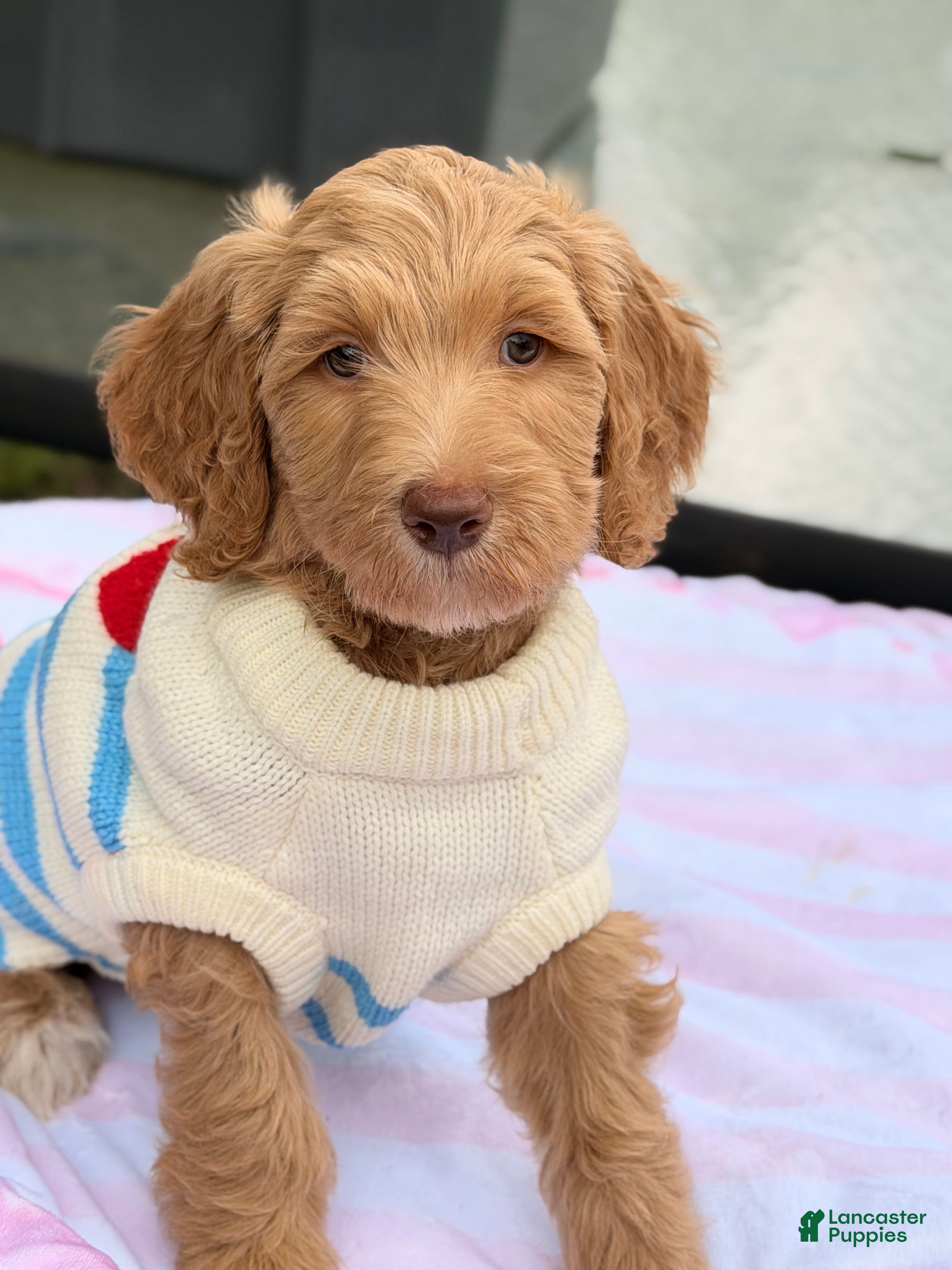 Goldendoodle dogs Cedar - Ad 1