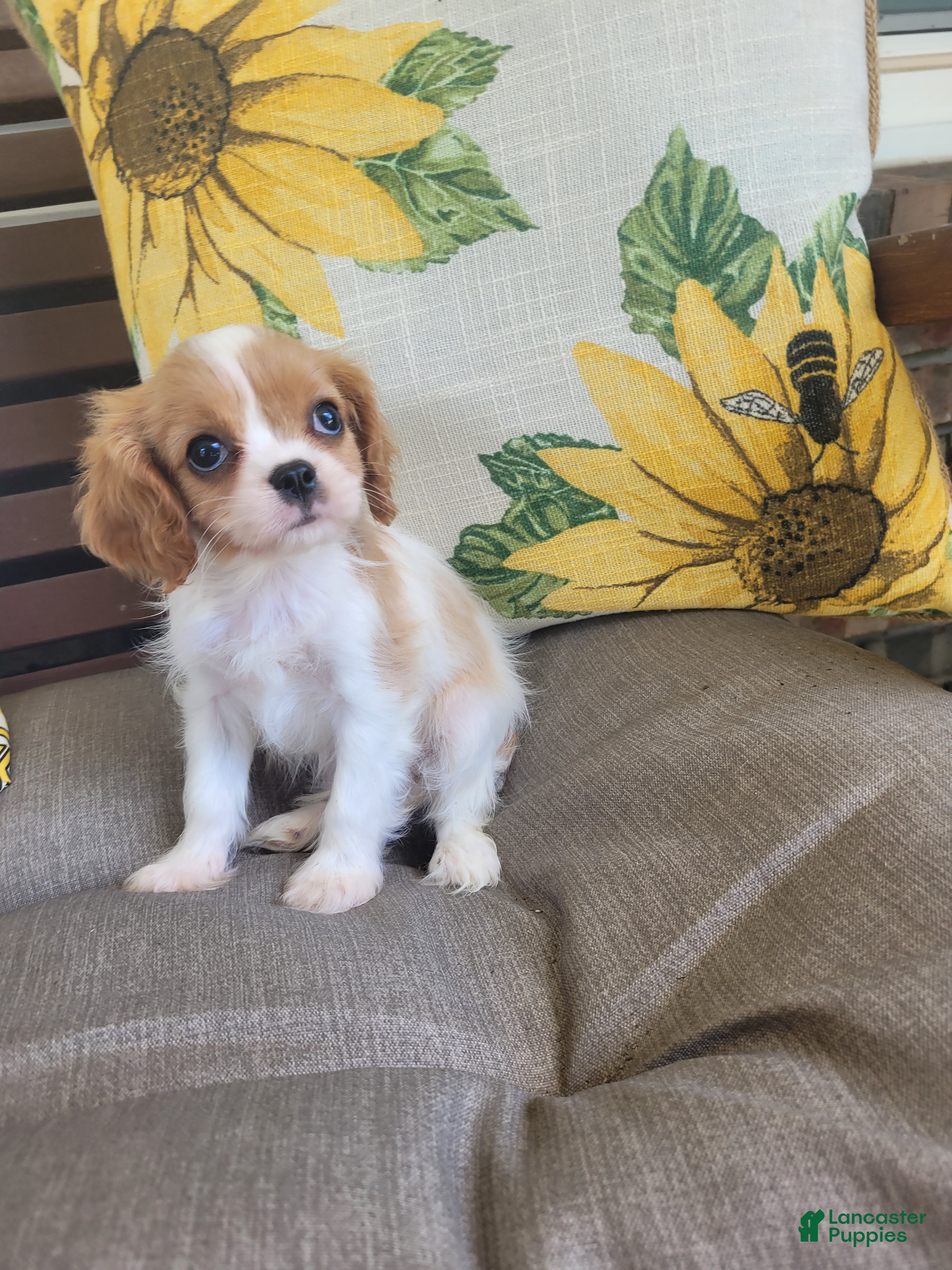 Cavalier King Charles Spaniel dogs for sale: Cassanova - Ad 2