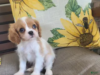Cavalier King Charles Spaniel dogs Cassanova - Ad 16