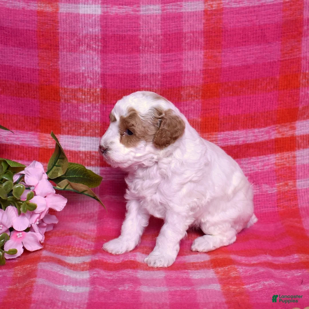 Miniature Poodle dogs for sale: Chip - Ad 5