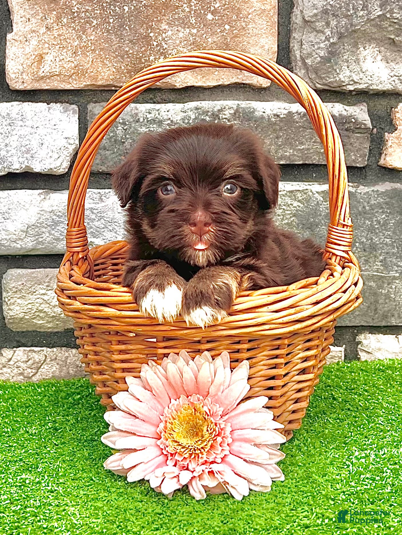 Havanese dogs Charlotte - Ad 1
