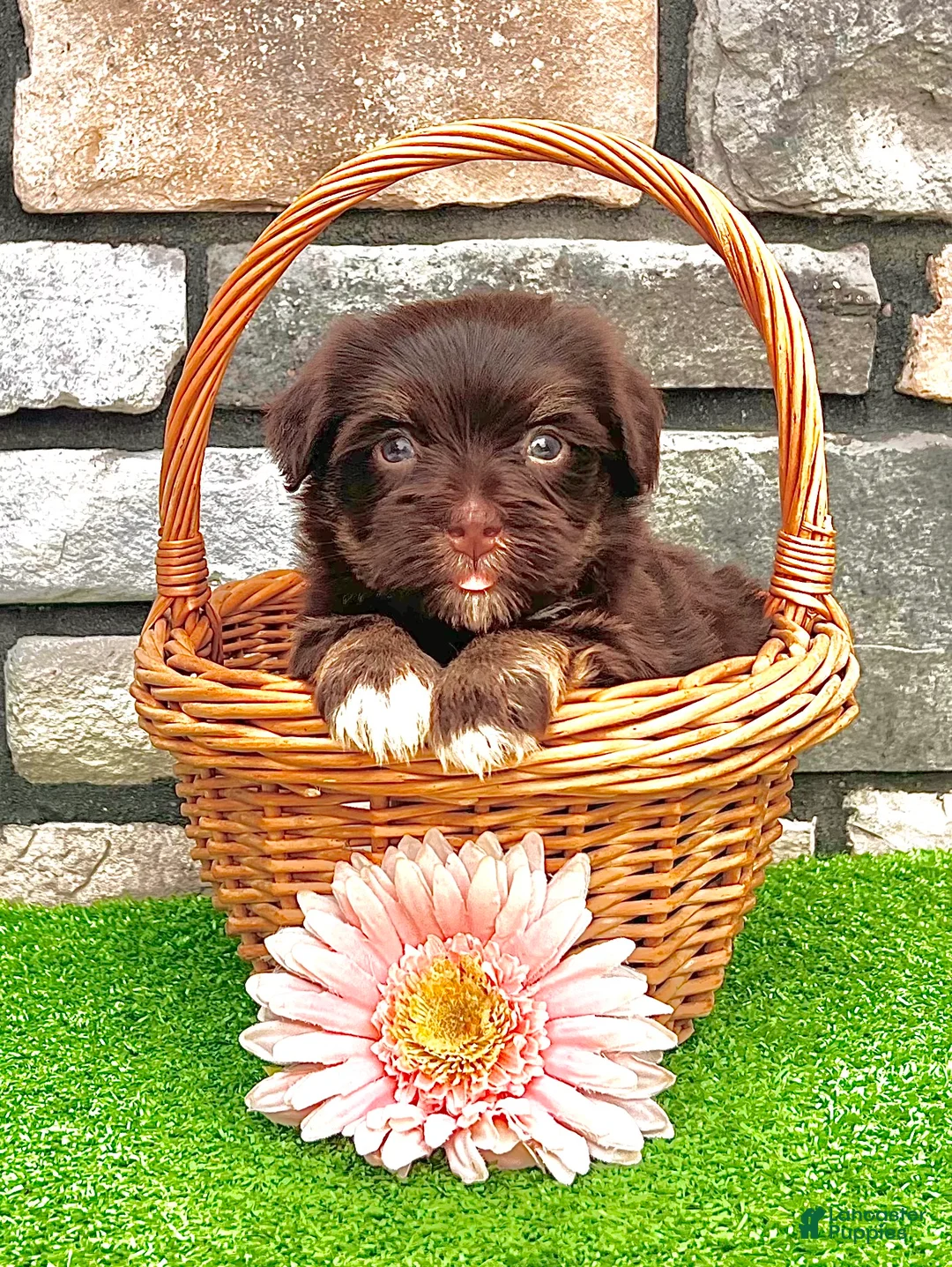 Havanese dogs for sale: Charlotte - Ad 1