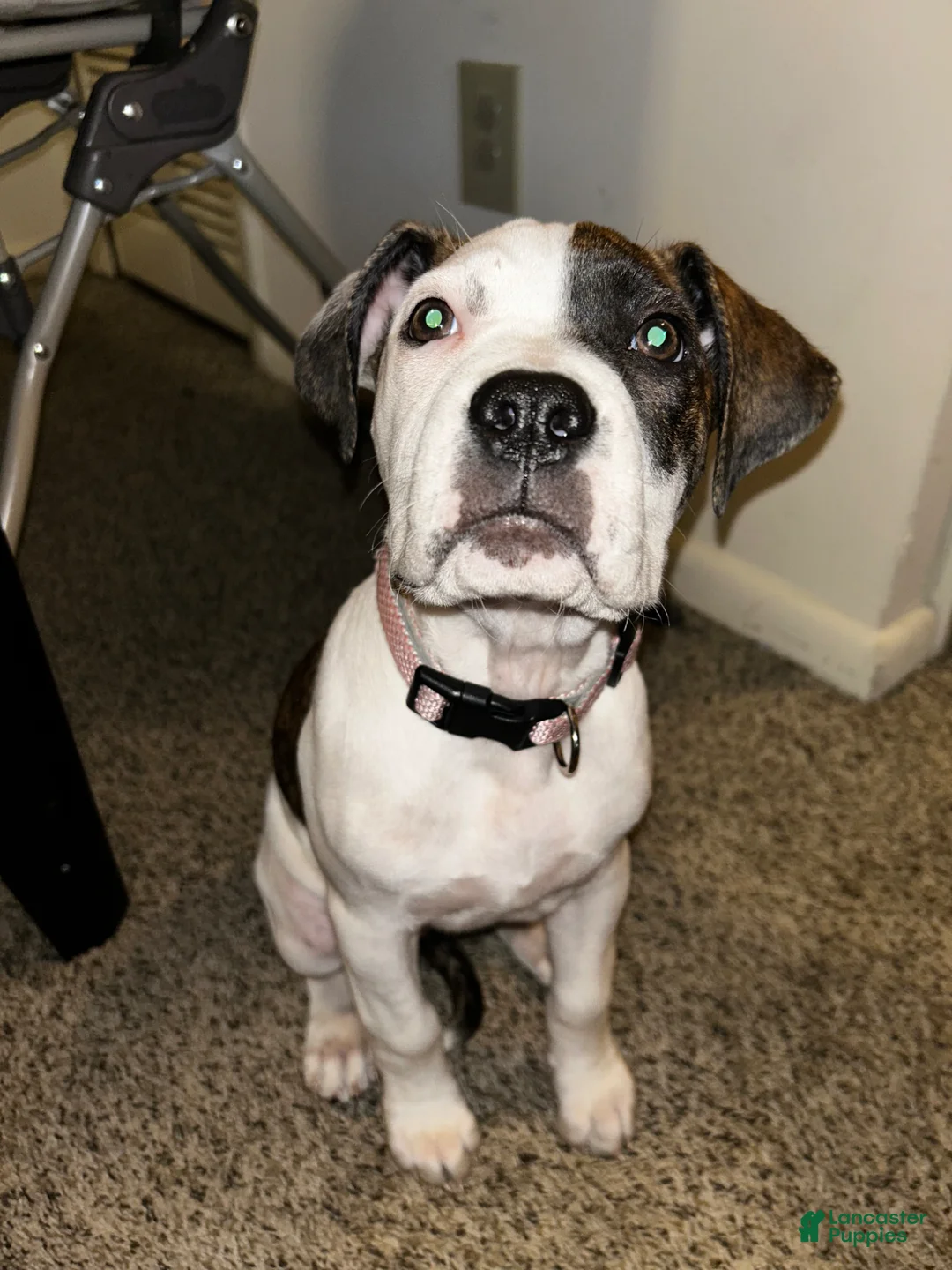 Mixed Breed dogs for sale: Mixed Breed Puppy 11 - Ad 2