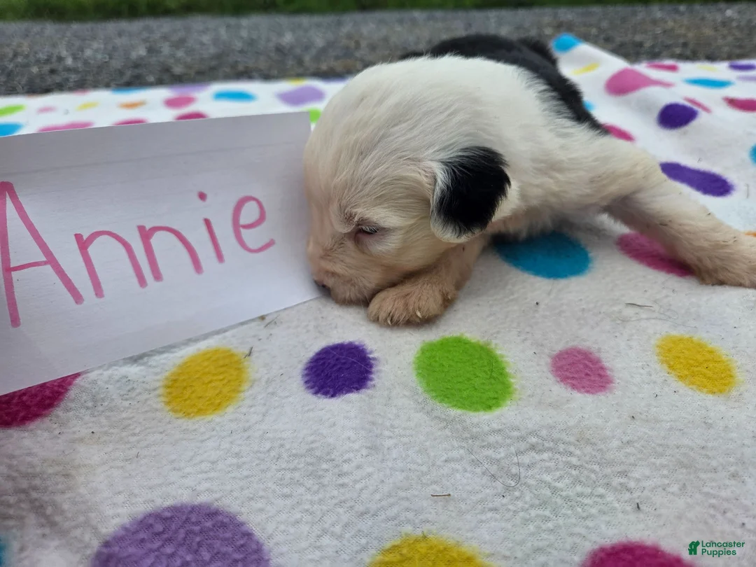 Sheepadoodle dogs for sale: Sheepadoodle 5 - Ad 2