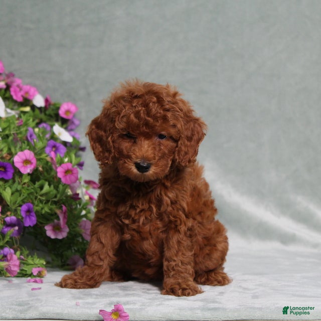 Miniature Poodle dogs Darcie - Ad 1