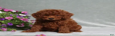 Darcie