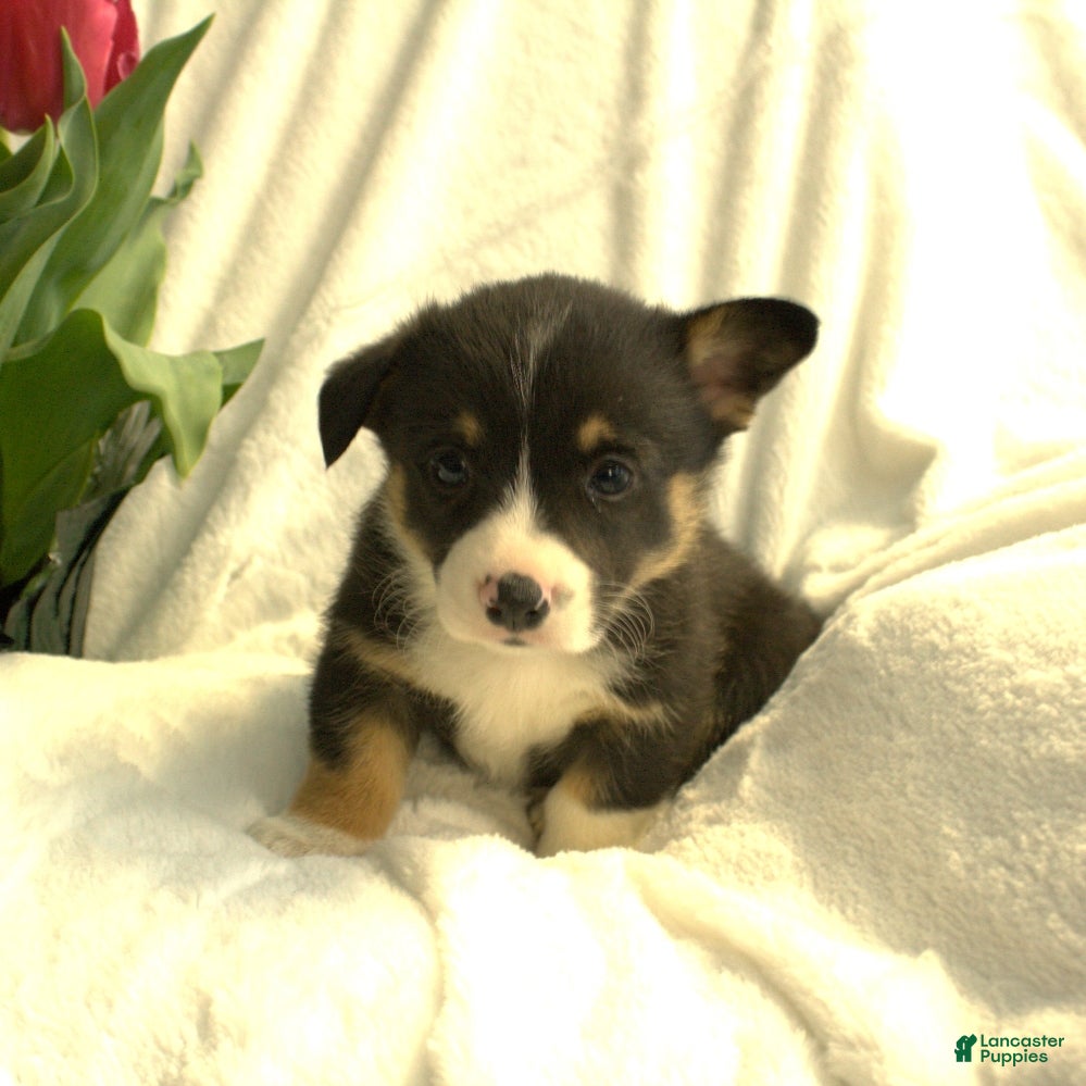 Welsh Corgi Pembroke dogs Diesel - Ad 1