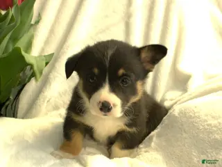 Welsh Corgi Pembroke dogs for sale: Diesel - Ad 3