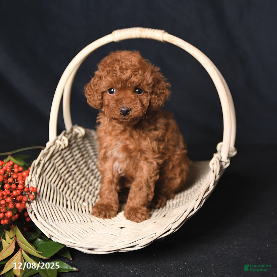 Toy Poodle dogs for sale: Hero - Ad 3