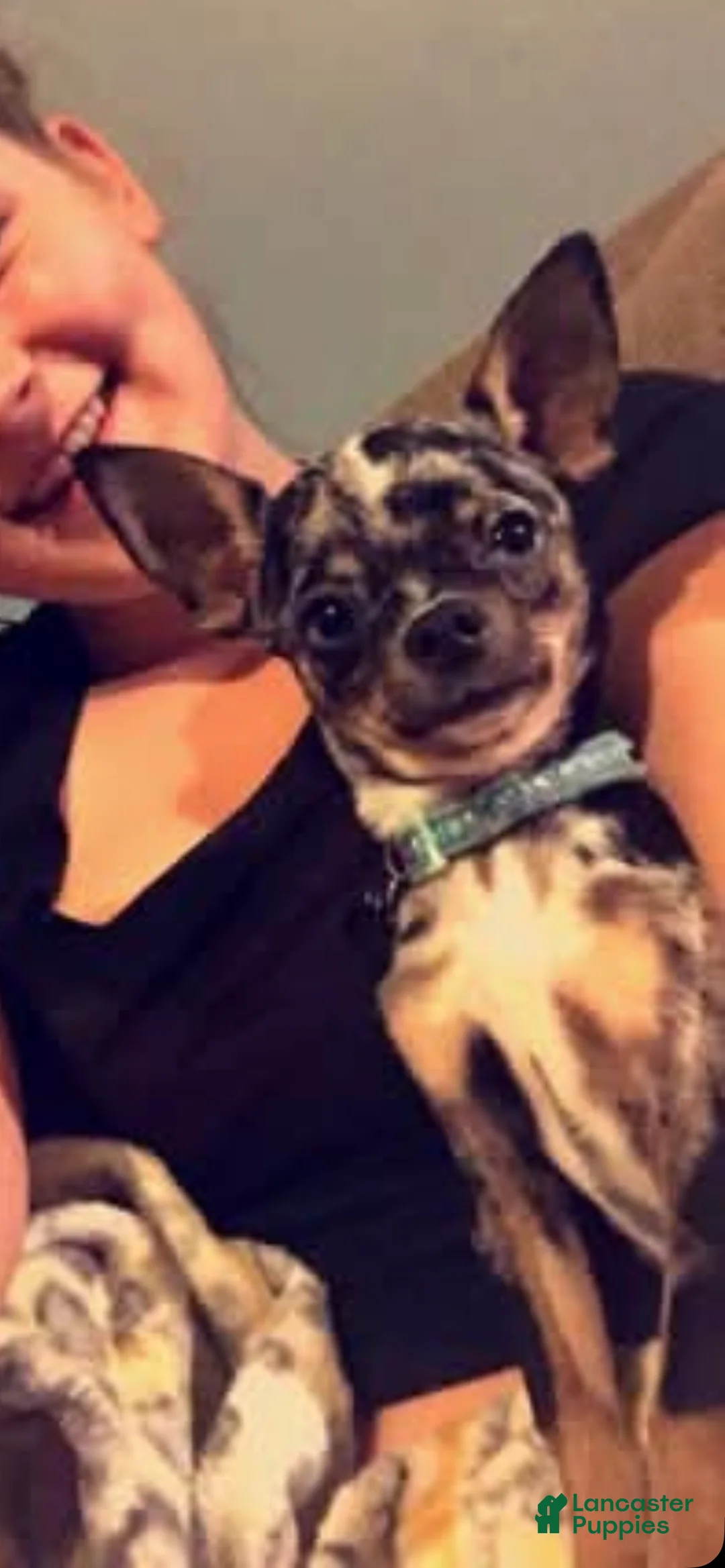 Chihuahua dogs for sale: Black merle boy - Ad 1