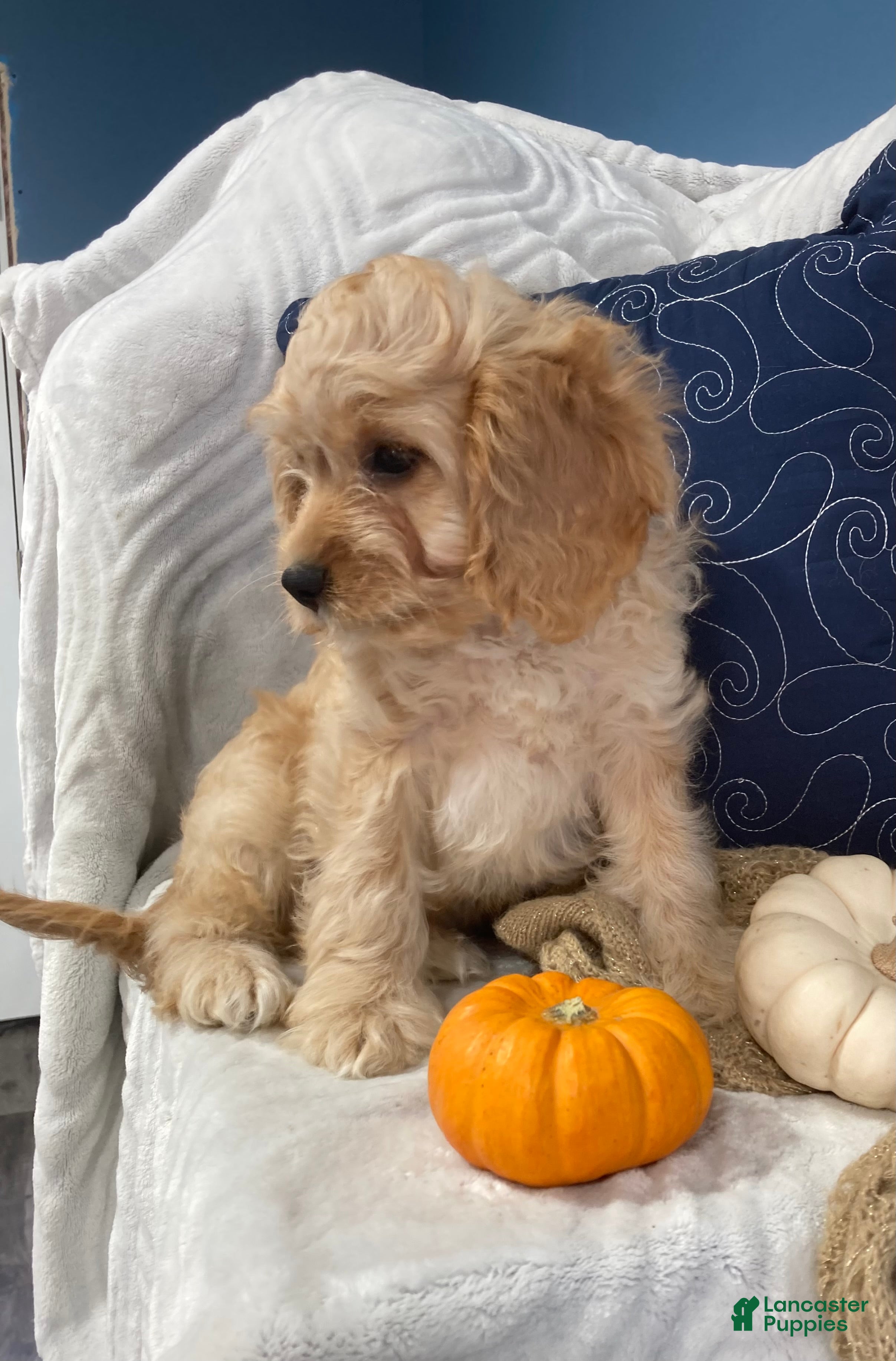 Cavapoo dogs Laredo  - Ad 1