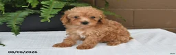 Toy Poodle dogs for sale: Dolly - Ad 3