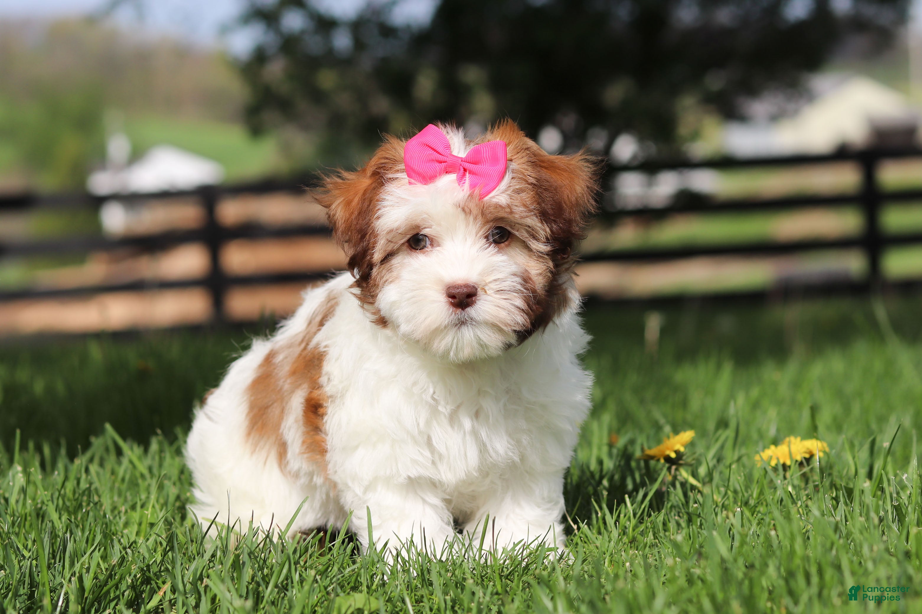 Havanese dogs Elle - Ad 1
