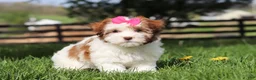Havanese dogs for sale: Elle - Ad 1