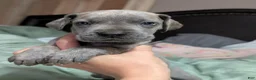 Great Dane dogs for sale: Jury - Male - Ad 3