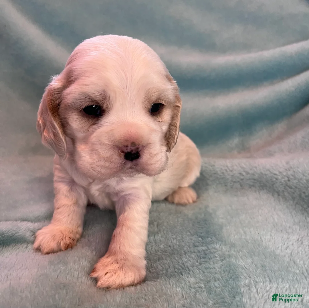 Cocker Spaniel dogs for sale: Bailey  - Ad 9