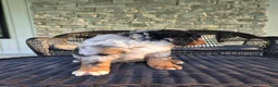 Mini Bernedoodle dogs for sale: Mini Bernedoodle Puppy 1 - Ad 13