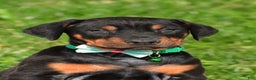 Doberman Pinscher dogs for sale: Rocco - Ad 2