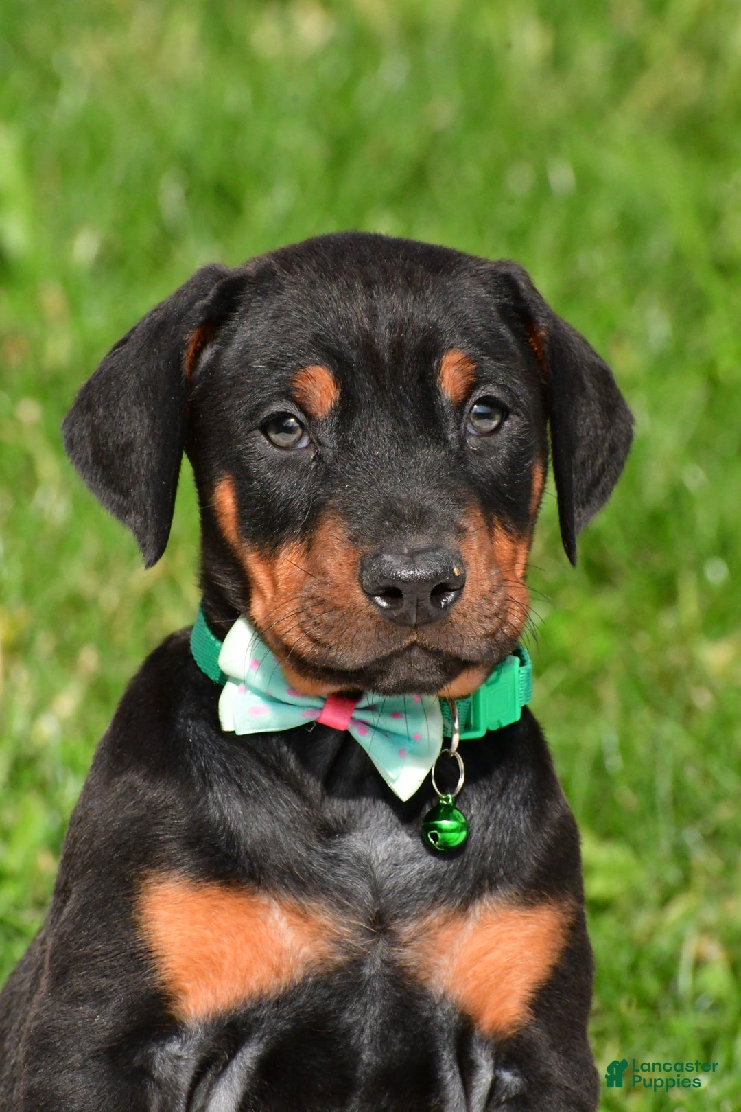 Doberman Pinscher dogs for sale: Rocco - Ad 2
