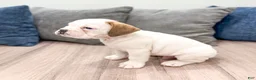 Beabull dogs for sale: Rolo - Ad 4