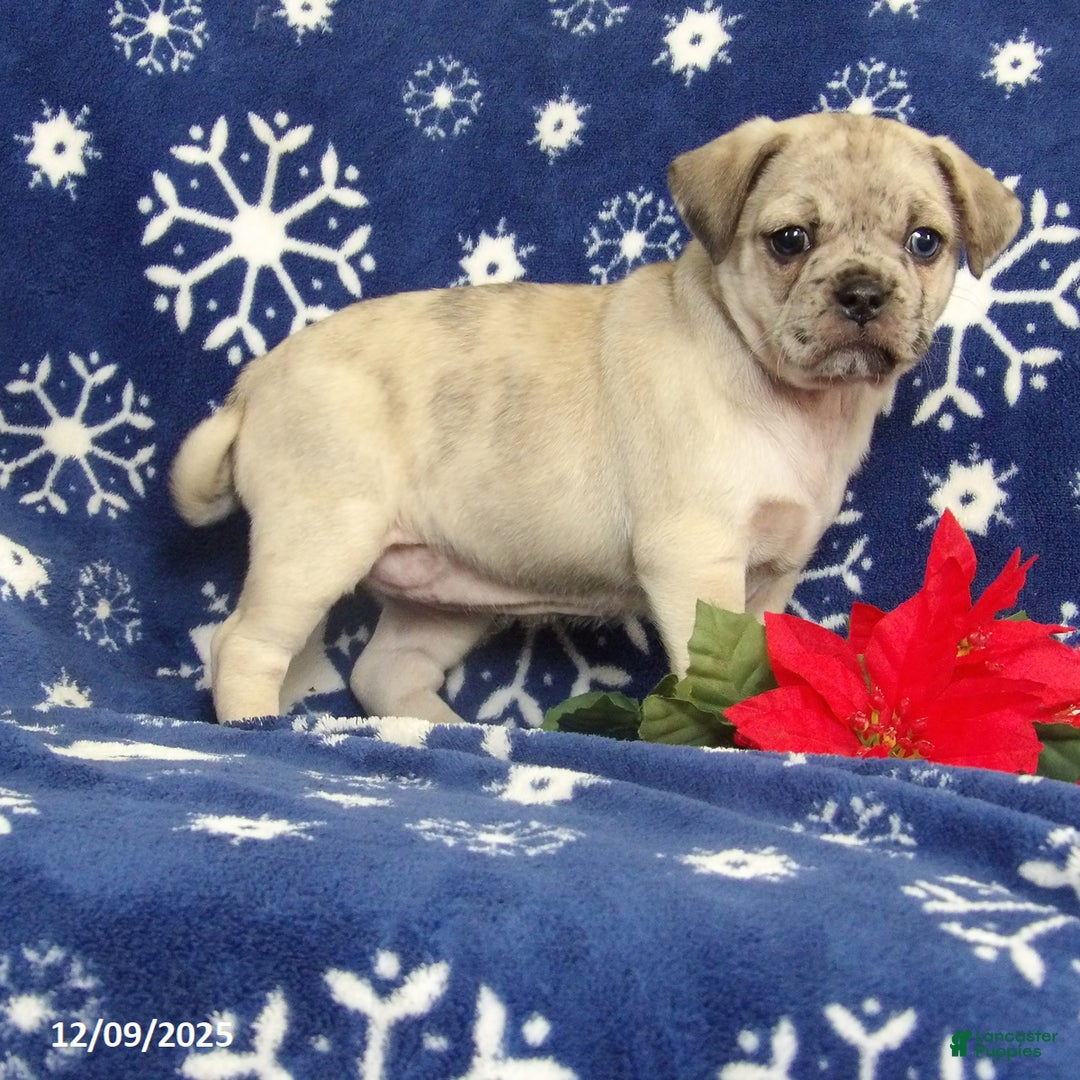 Jug dogs for sale: Ellie - Ad 2