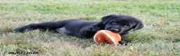 Goldador dogs for sale: Kia - Ad 3