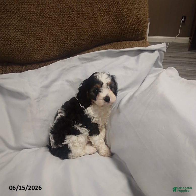 Cavapoo dogs Gus - Ad 2