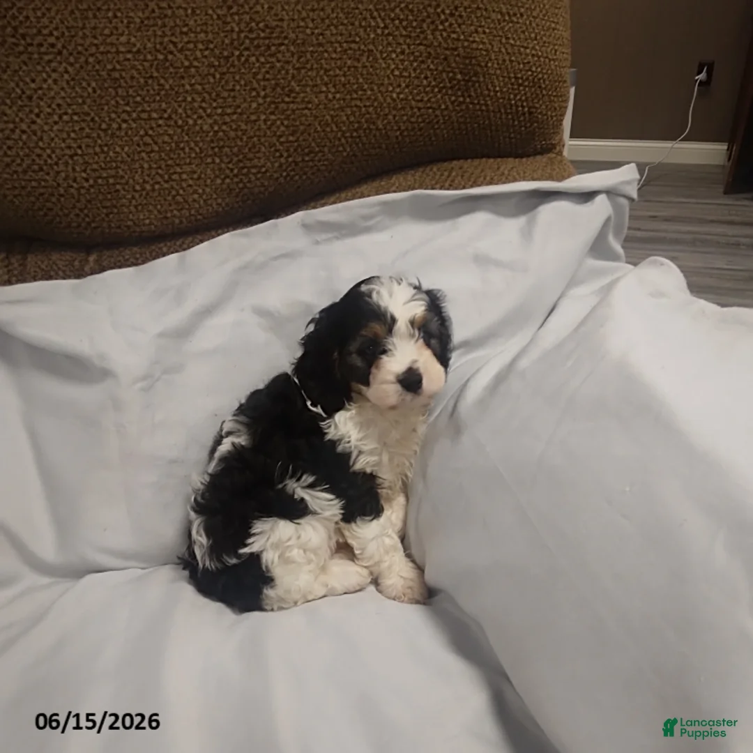 Cavapoo dogs for sale: Gus - Ad 2