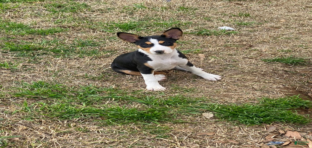 Gallery Image {{count}}