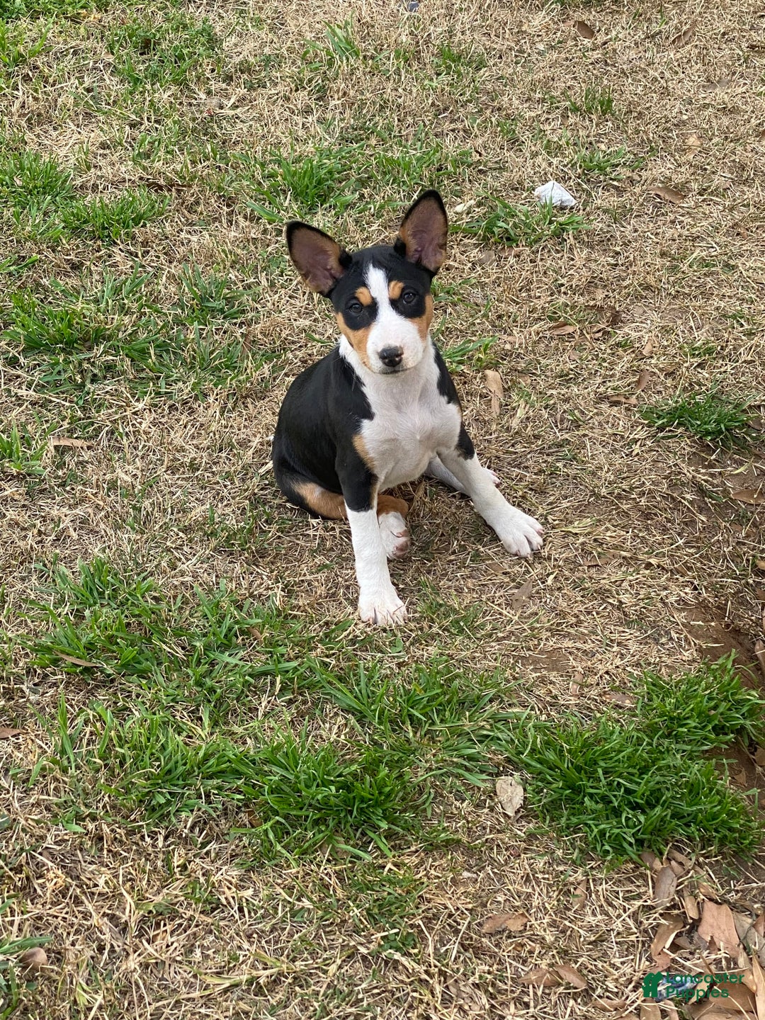 Gallery Image {{count}}