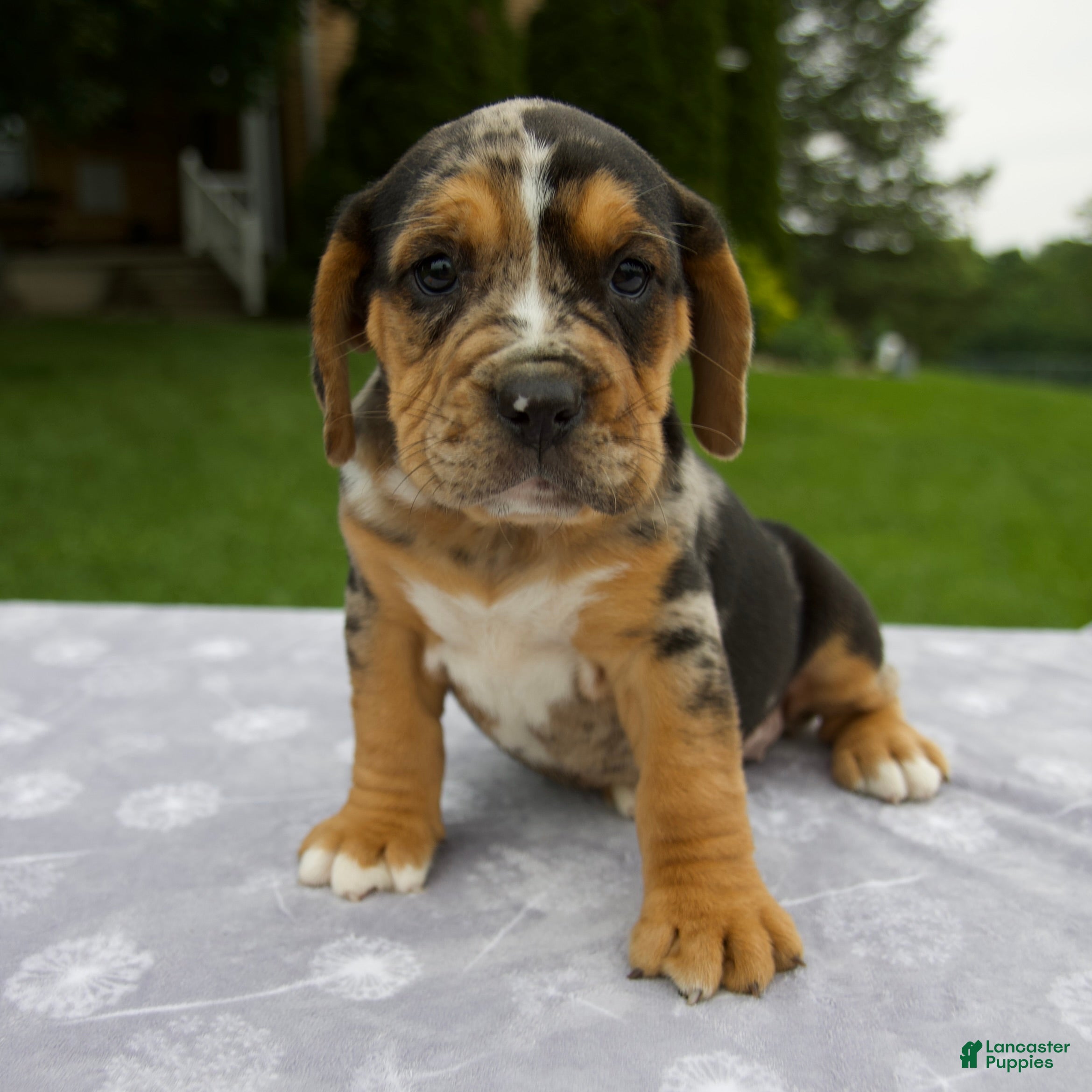 Beabull dogs Daisy - Ad 1