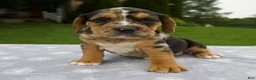Beabull dogs for sale: Daisy - Ad 1