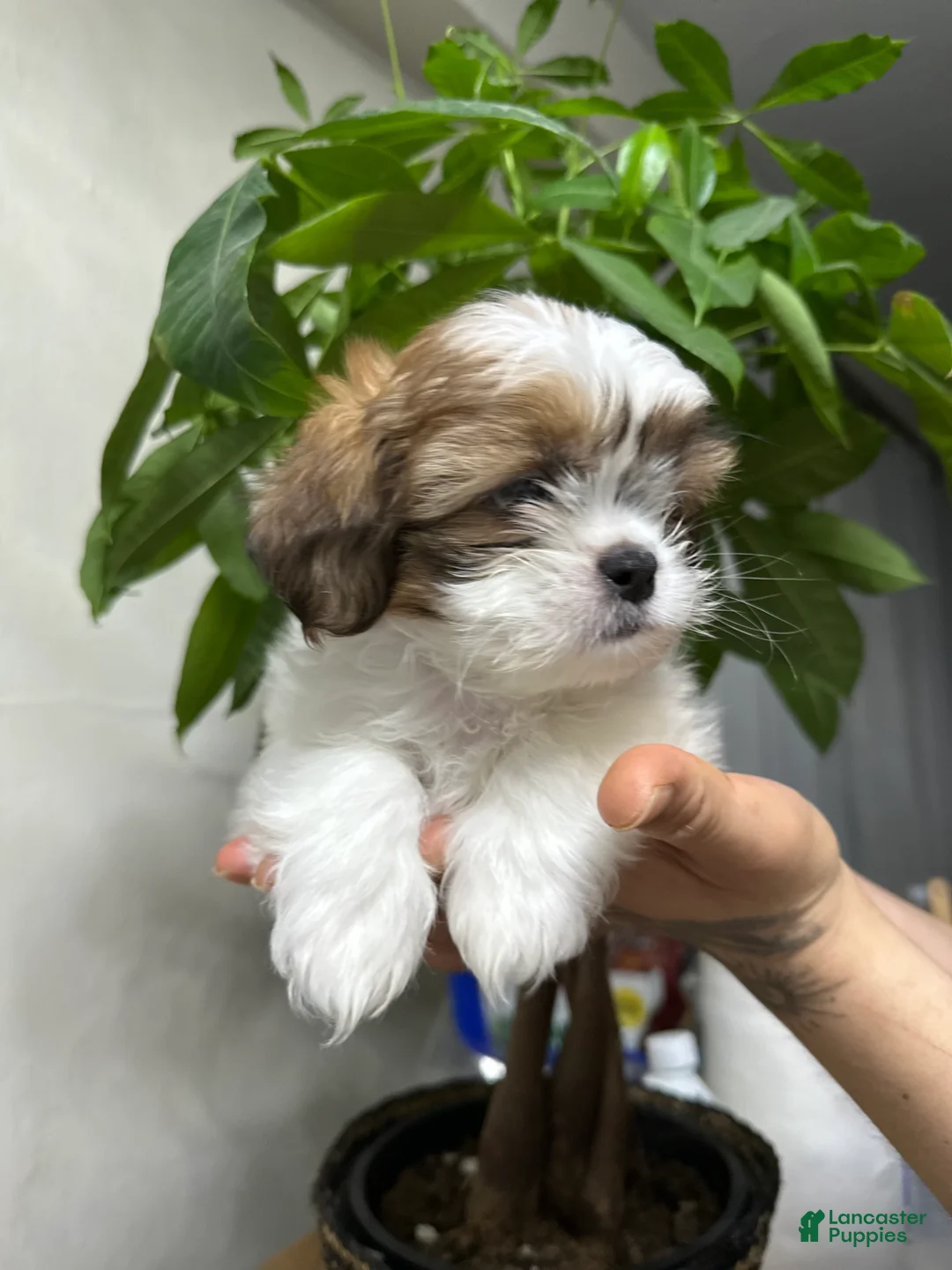 Shih Tzu dogs for sale: tyson - Ad 2