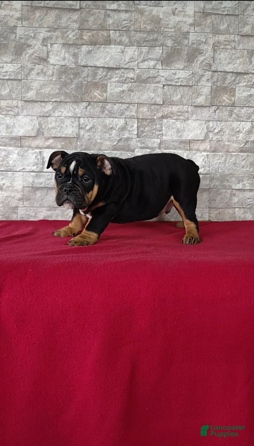 English Bulldog dogs for sale: English Bulldog Puppy 1 - Ad 5