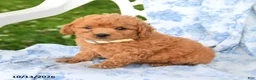 Miniature Labradoodle dogs for sale: Darcy - Ad 1