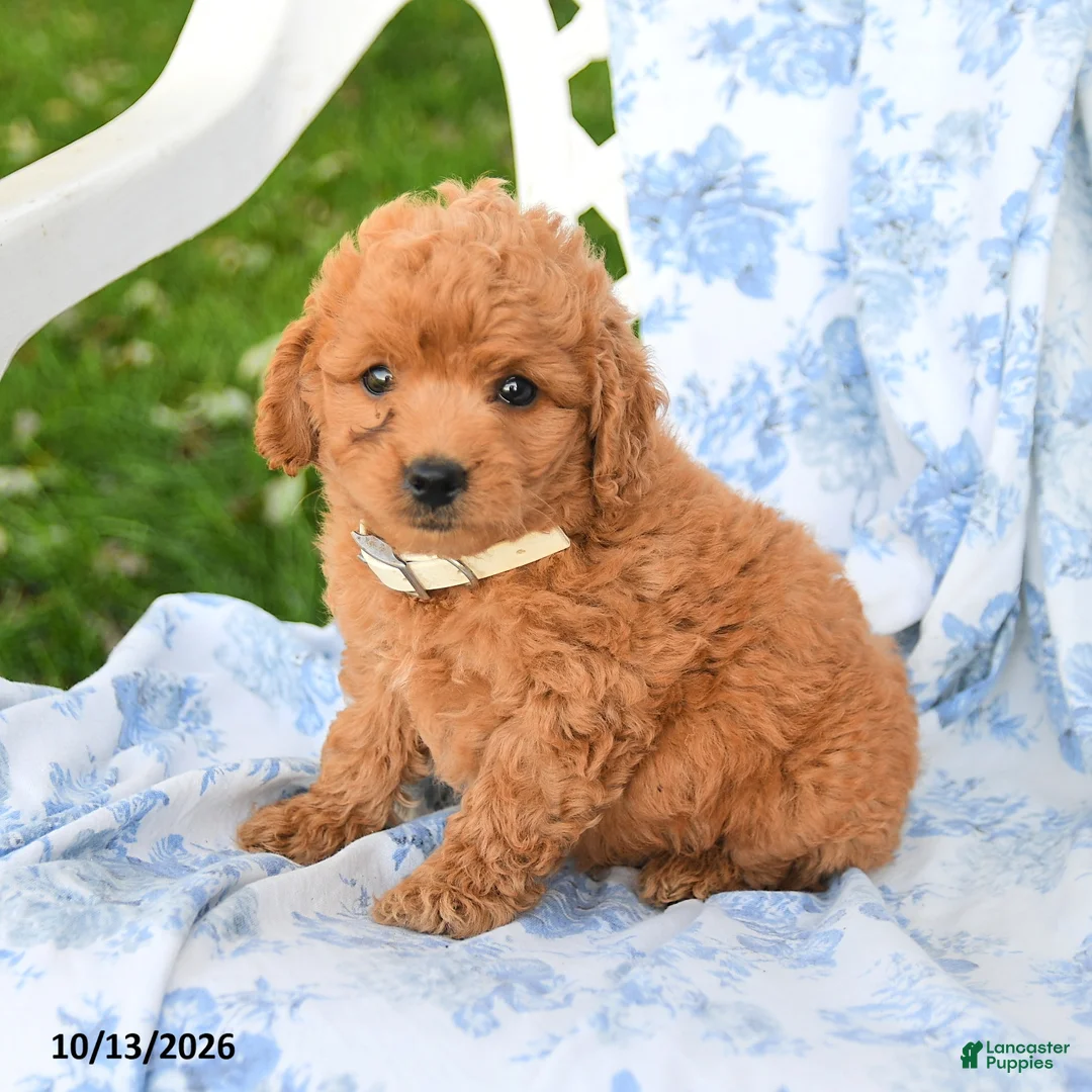 Miniature Labradoodle dogs for sale: Darcy - Ad 1